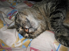 Micky dort sur Maman 03